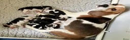 Beagle dogs for sale: Cloud-Soft Cuddles – Beagle Puppies for Sale in Liverpool - Advert 7