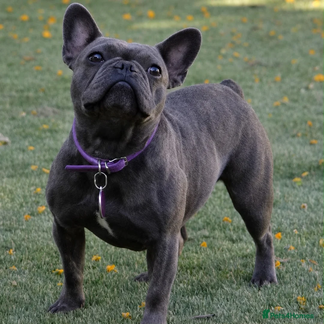 French Bulldog dogs for sale: Blue French Bulldog Puppy Ready for a Home 🏡  - Advert 4