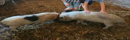 Pig livestock for sale: Micro Pigs - Advert 1