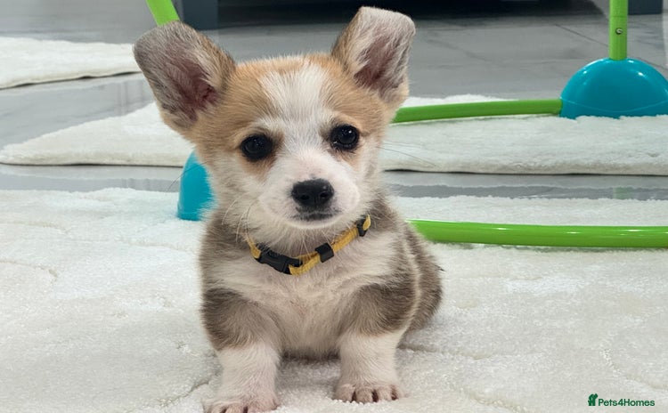 Welsh Corgi Pembroke dogs - Advert 1