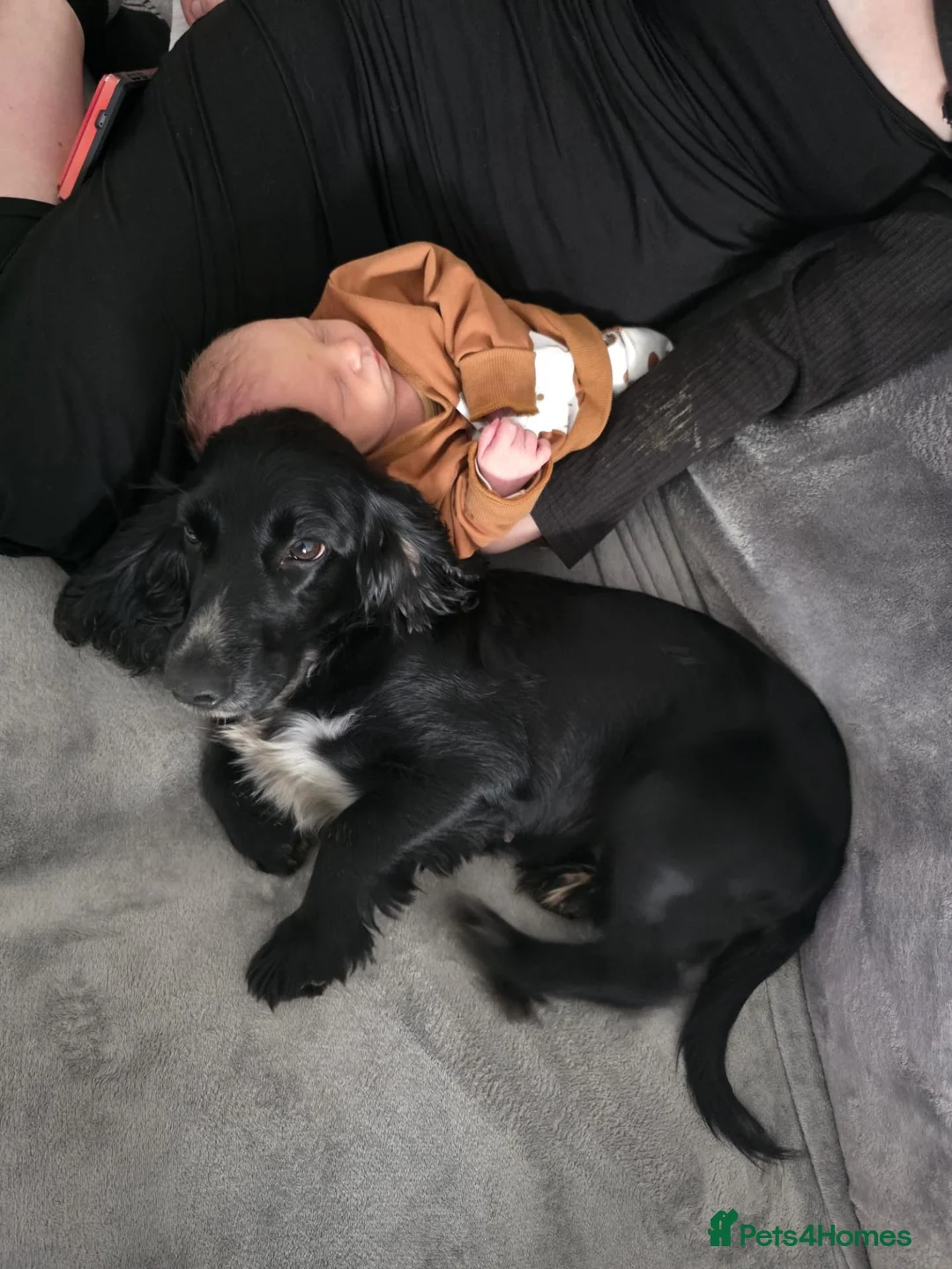 Cocker Spaniel dogs for sale: Margot the cocker spaniel - Advert 6