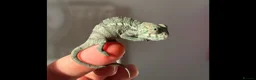 Chameleon reptiles for sale: Baby melon the chameleon  in Coventry - Advert 3
