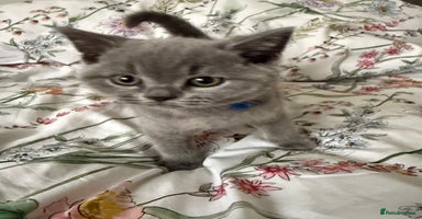 British Shorthair cats - Advert 6