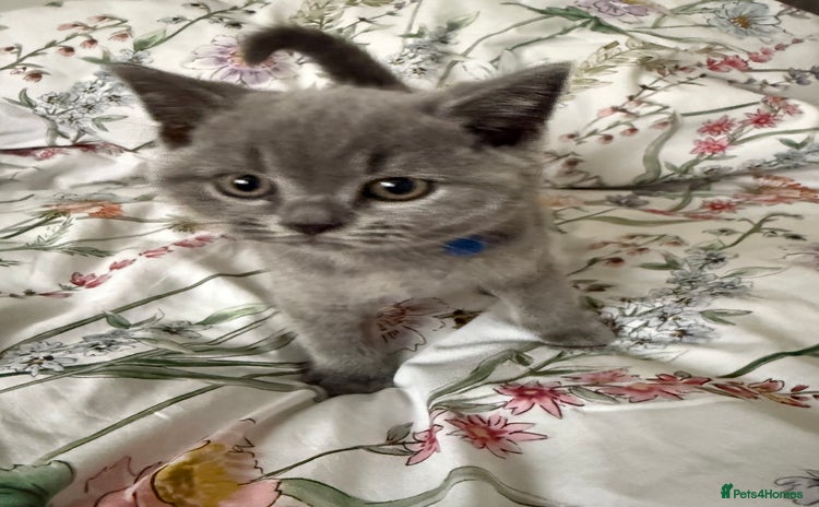 British Shorthair cats - Advert 16