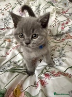 British Shorthair cats - Advert 6