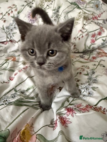 British Shorthair cats - Advert 16