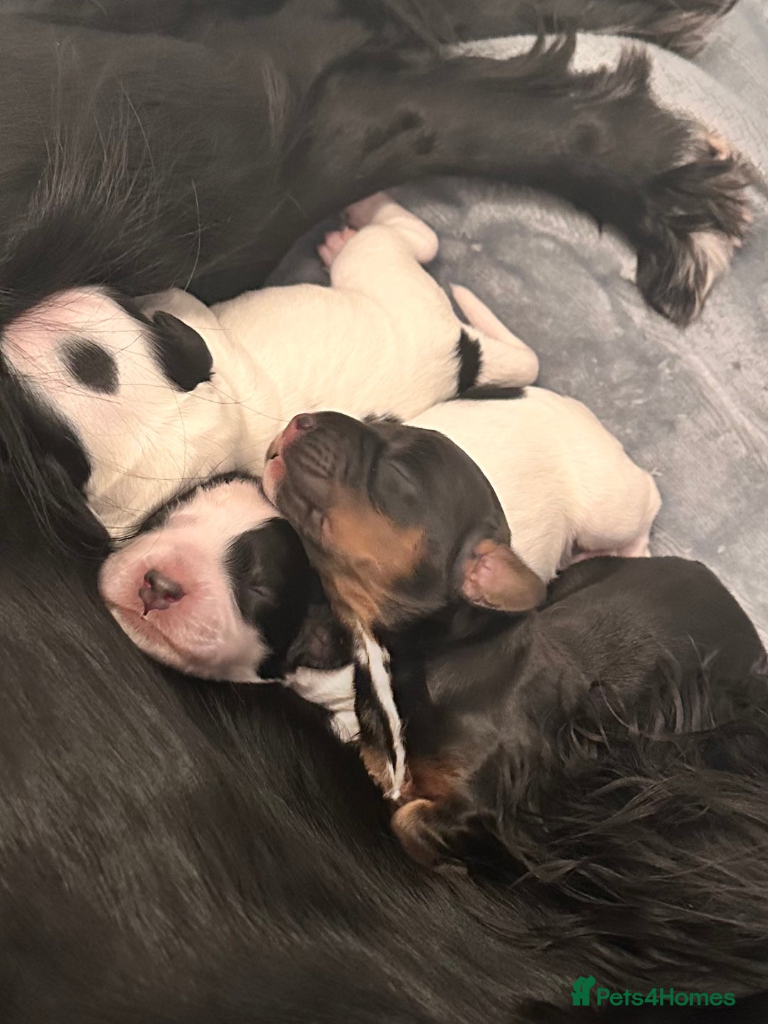 Cocker Spaniel dogs for sale: Stunning KC Registered Working Cocker spaniels. - Image 12