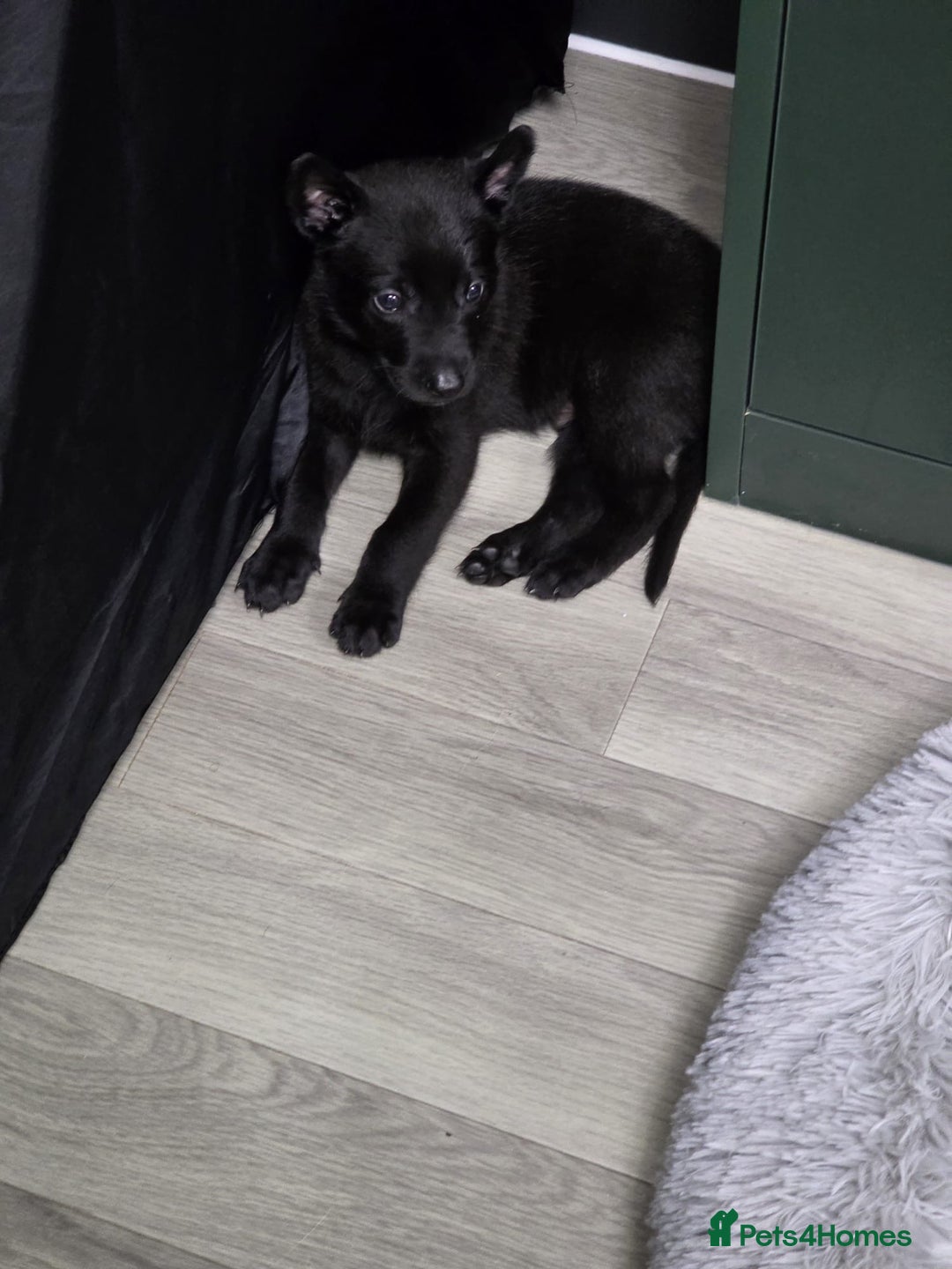 Belgian Shepherd Dog dogs for sale: Belgian Mallinois Male pups for sale - Image 15