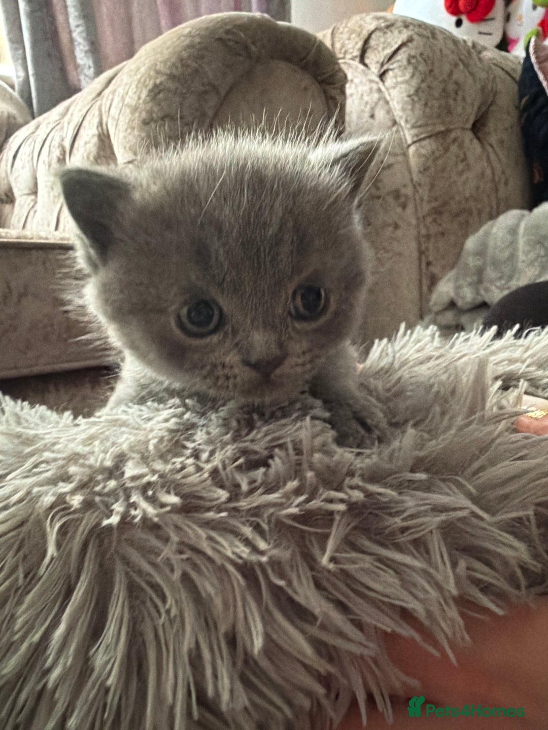 British Shorthair cats for sale: Healthy, Playful Kittens, Now Taking Reservations! - Advert 3