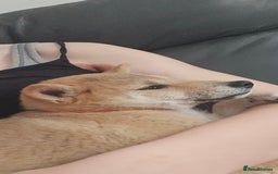 Japanese Shiba Inu dogs for sale: Stunning Shibas  in Llanybydder - Image 32