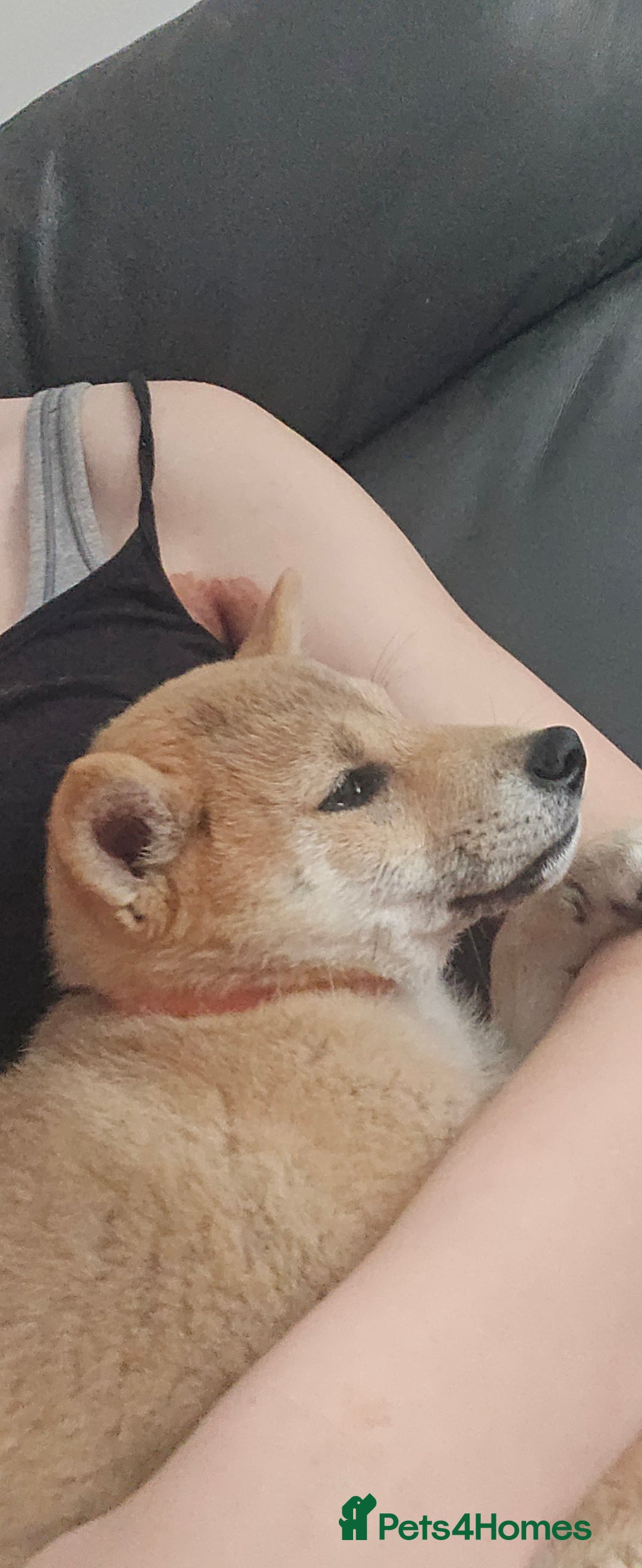 Japanese Shiba Inu dogs for sale: Stunning Shibas  in Llanybydder - Image 32