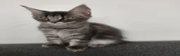 Maine Coon cats for sale: READY FOR COLLECTION  TICA registered kittens - Advert 15