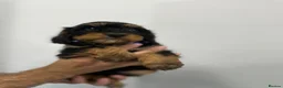 Cockapoo dogs for sale: ⭐️ BEAUTIFUL F1 TOY COCKAPOOS ⭐️ - Advert 11