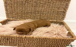 Cocker Spaniel dogs for sale: Gorgeous KC cocker spaniel puppies  - Image 4