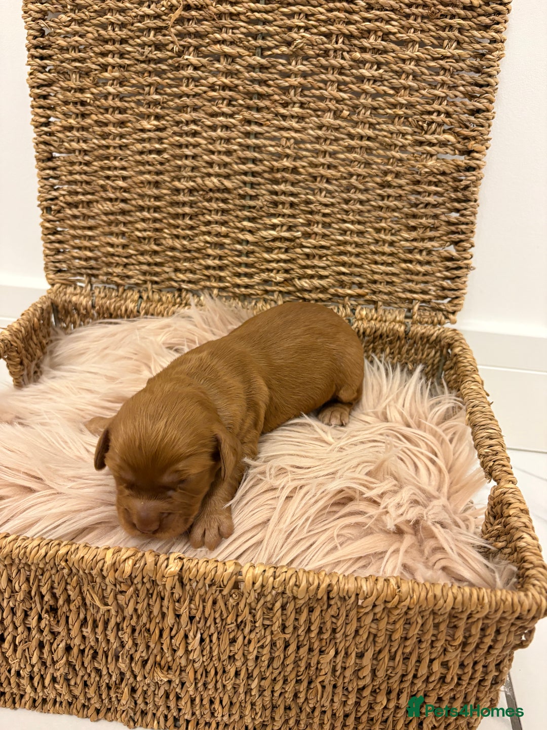 Cocker Spaniel dogs for sale: Gorgeous KC cocker spaniel puppies  - Image 4