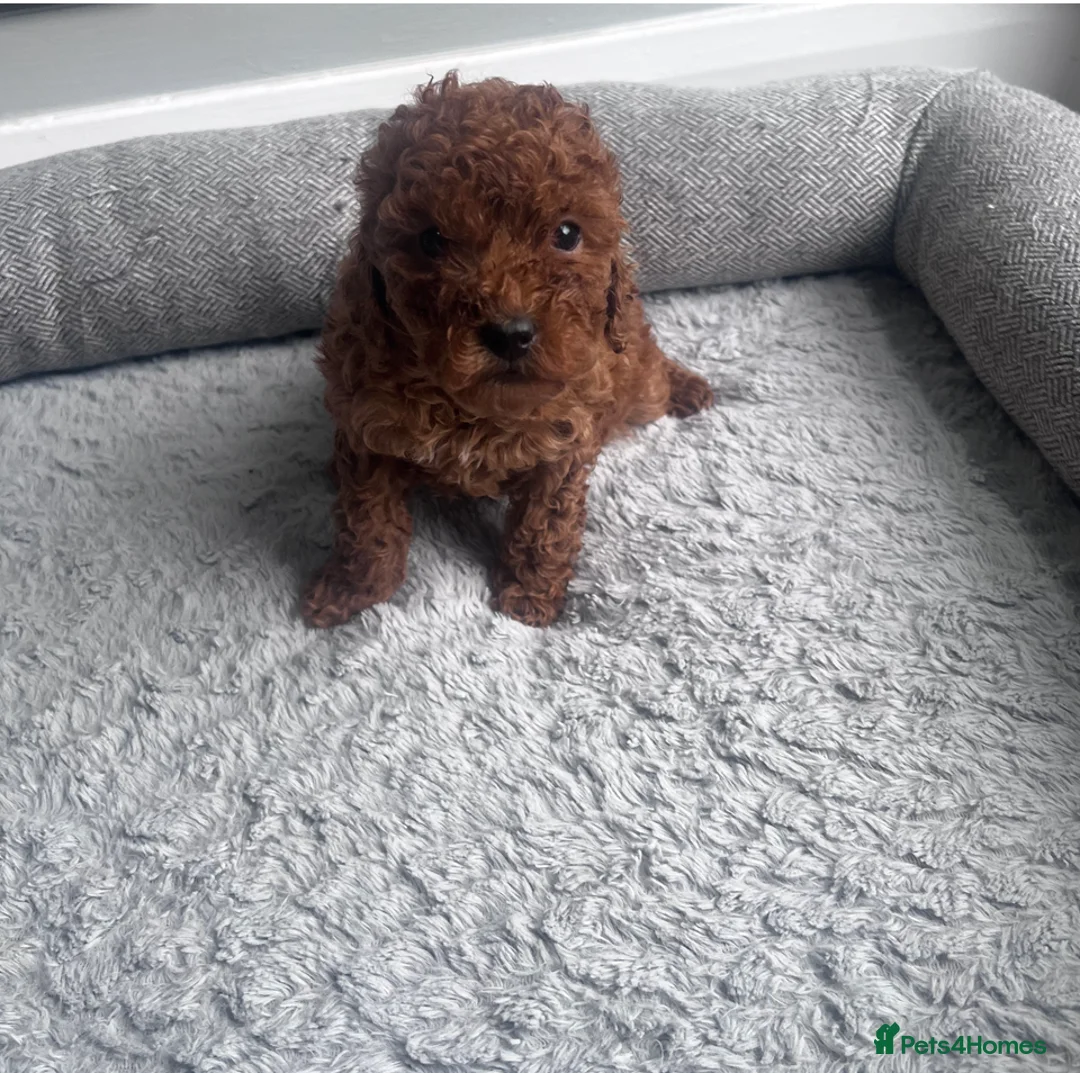 Toy Poodle dogs for sale: 3 Pure Confidence Toy Poodle puppies for sale - Advert 3