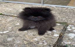 Pomeranian dogs for sale: Gorgeous tiny male Pomeranian puppy - Rocko - Image 5