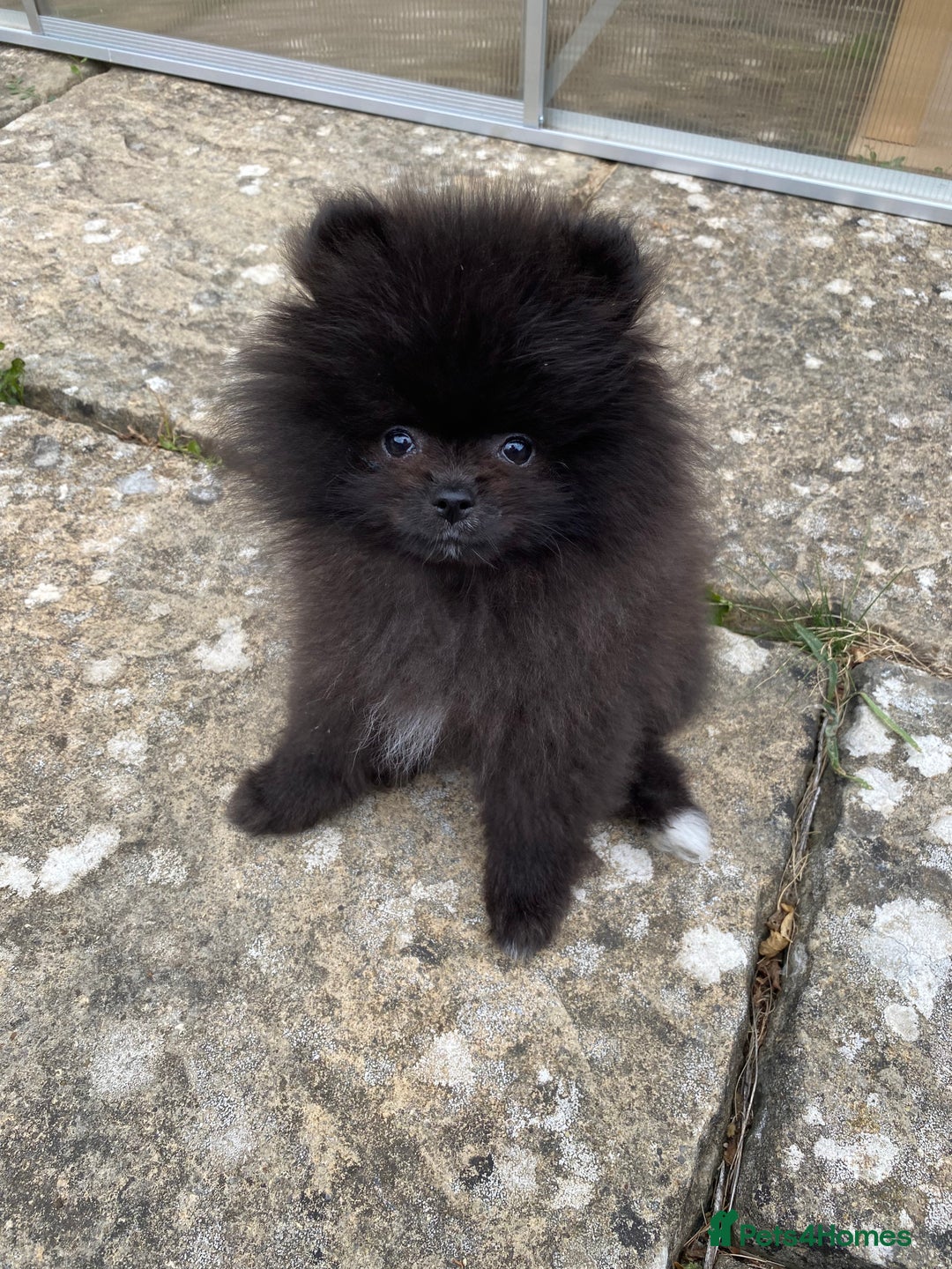 Pomeranian dogs for sale: Gorgeous tiny male Pomeranian puppy - Rocko - Image 5