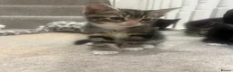 Mixed Breed cats for sale: 5 beautiful kittens forsale - Advert 7