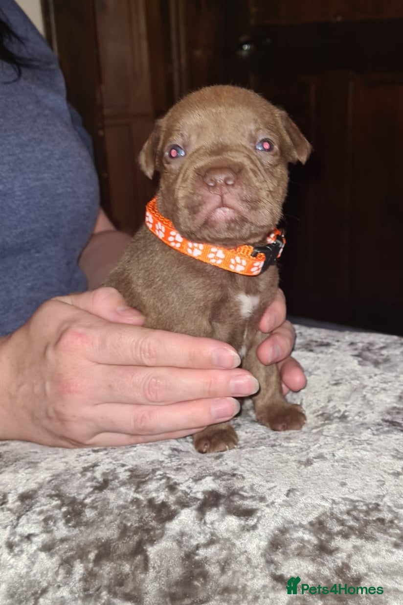 Staffordshire Bull Terrier dogs Staffy puppies - Advert 3
