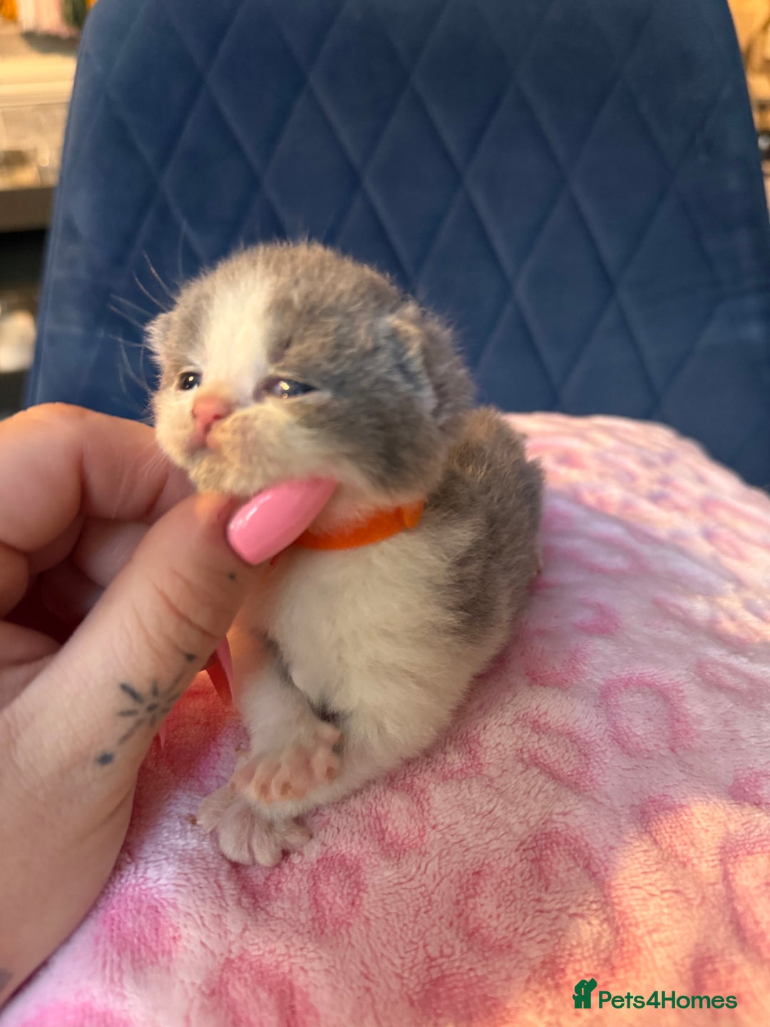British Shorthair cats for sale: Pure British Shorthair Champion line 🥇🏆😻  - Image 14