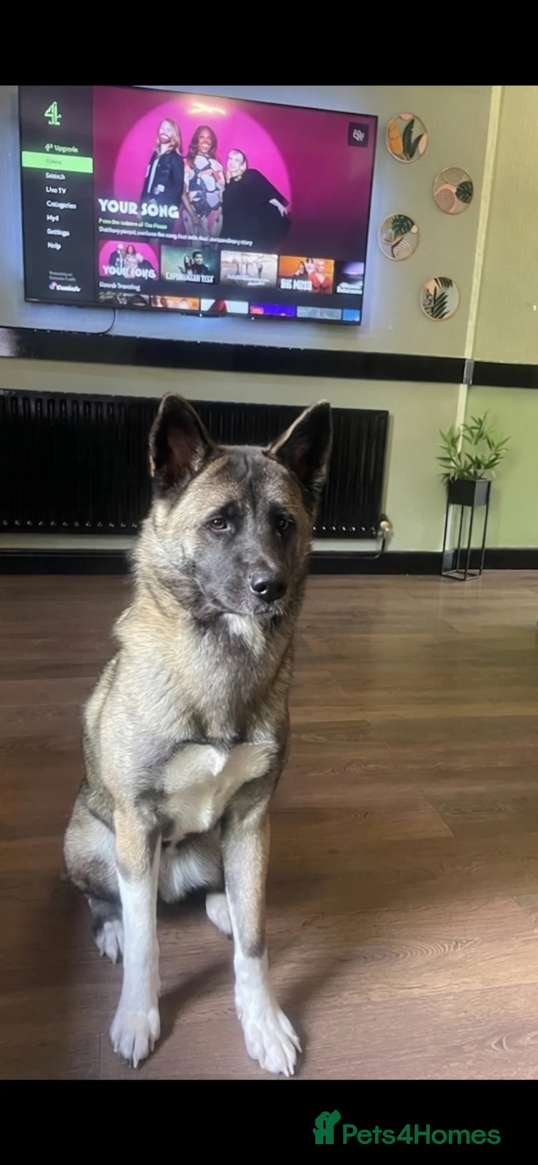 Akita dogs for sale: Beautiful 1 year old American Akita  - Advert 2