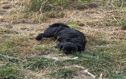 Shihpoo dogs for sale: 4 shihpoo males  in Telford - Image 27