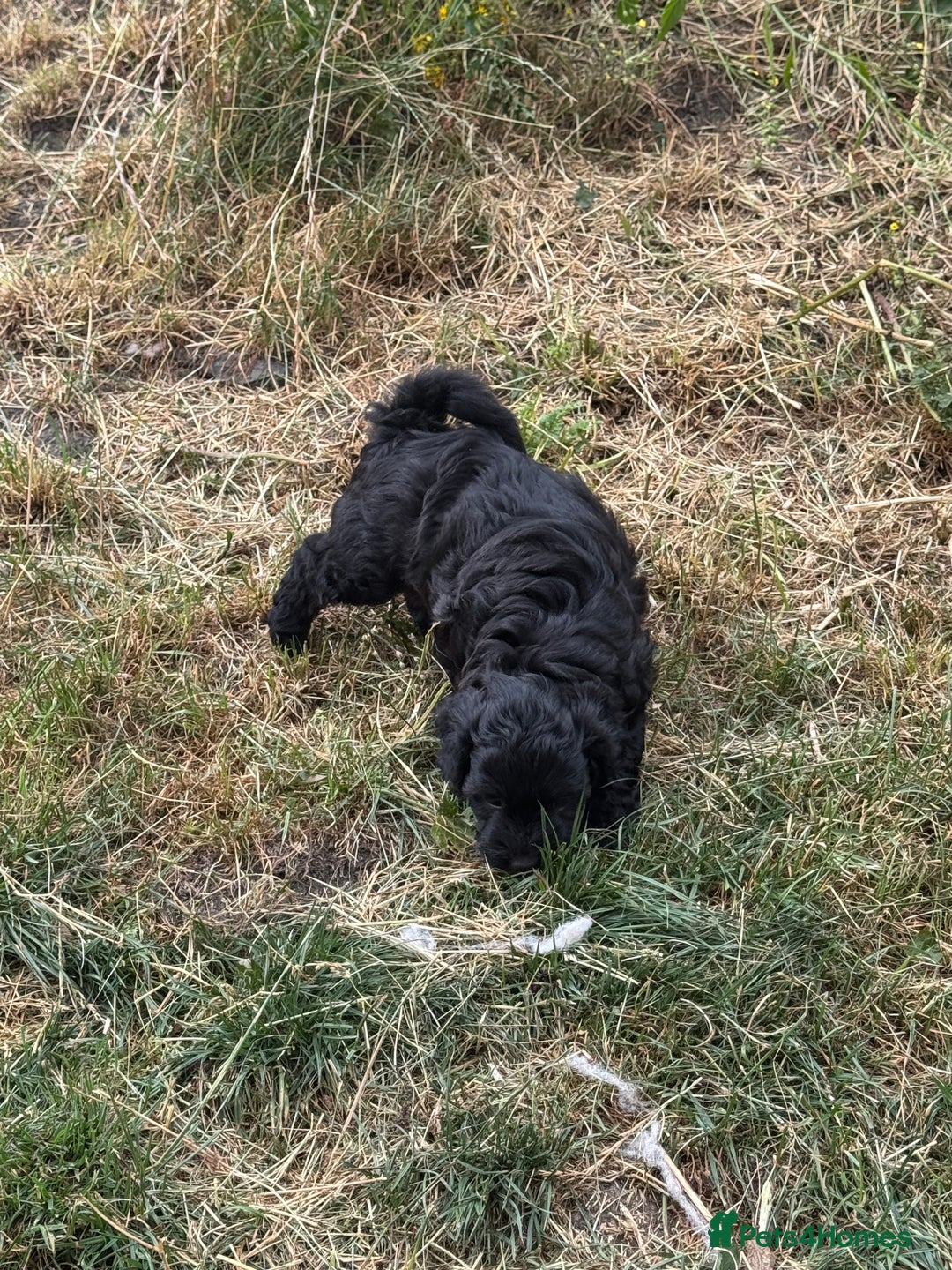 Shihpoo dogs for sale: 4 shihpoo males  in Telford - Image 27