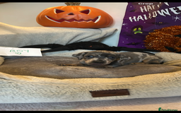 Dachshund dogs for sale: 2 beautiful  girls dachshund puppies available  - Image 7