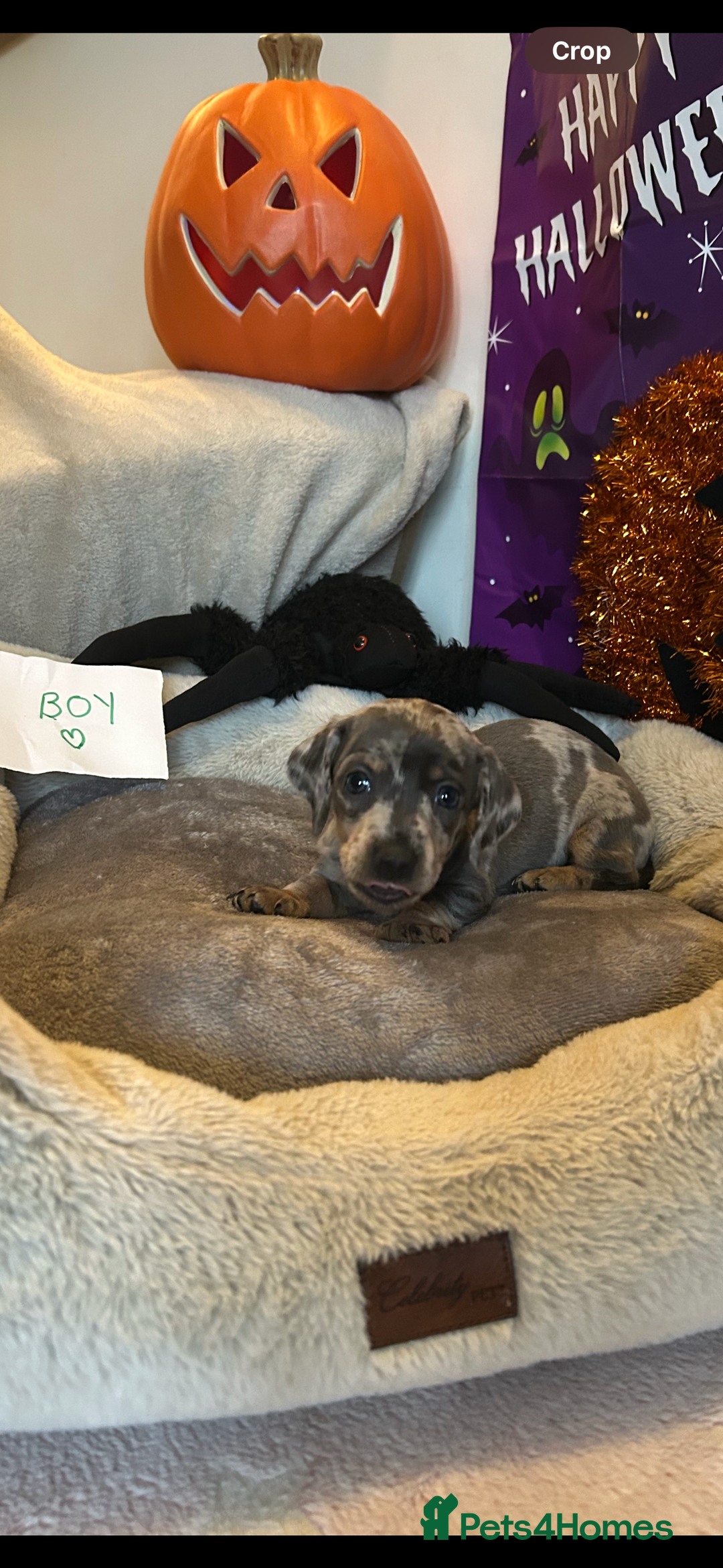 Dachshund dogs for sale: 2 beautiful  girls dachshund puppies available  - Image 7