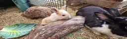 Mixed Breed rabbits for sale: Beautiful little of mixed giants  - Advert 12