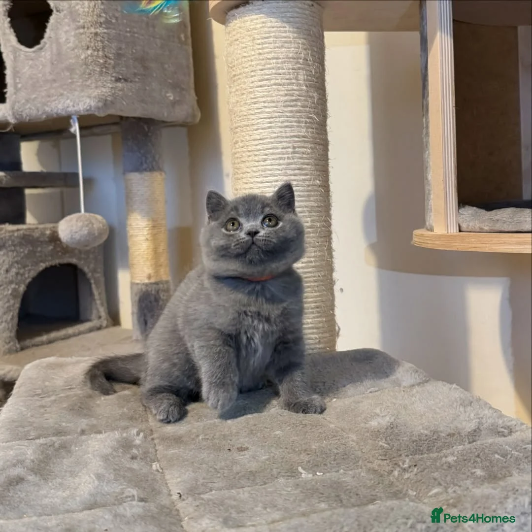 British Shorthair cats for sale: Adorable British Shorthair Kittens  - Advert 5