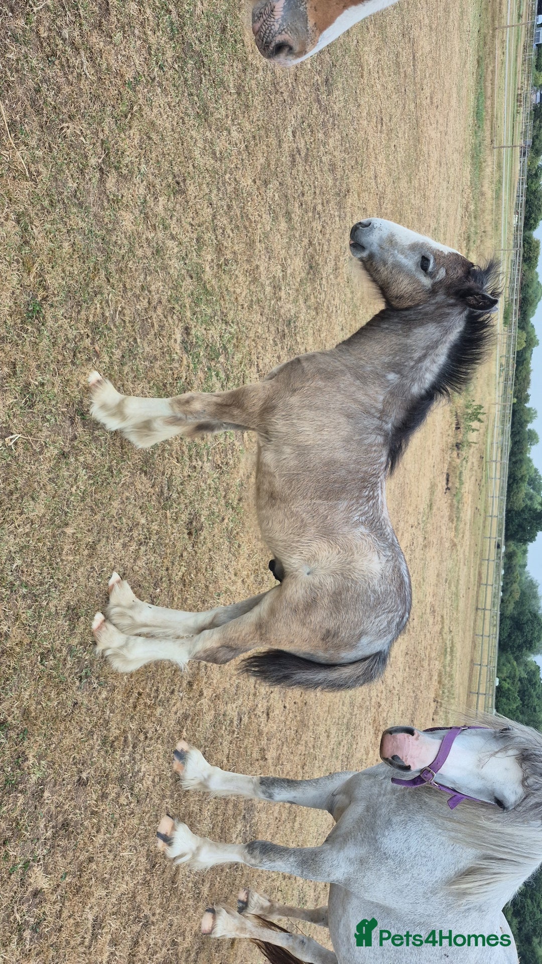Irish Cob horses for sale: Puddles  - Image 2