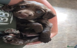 Sprocker dogs for sale: 6 beautiful Sprockers for sale - Image 21