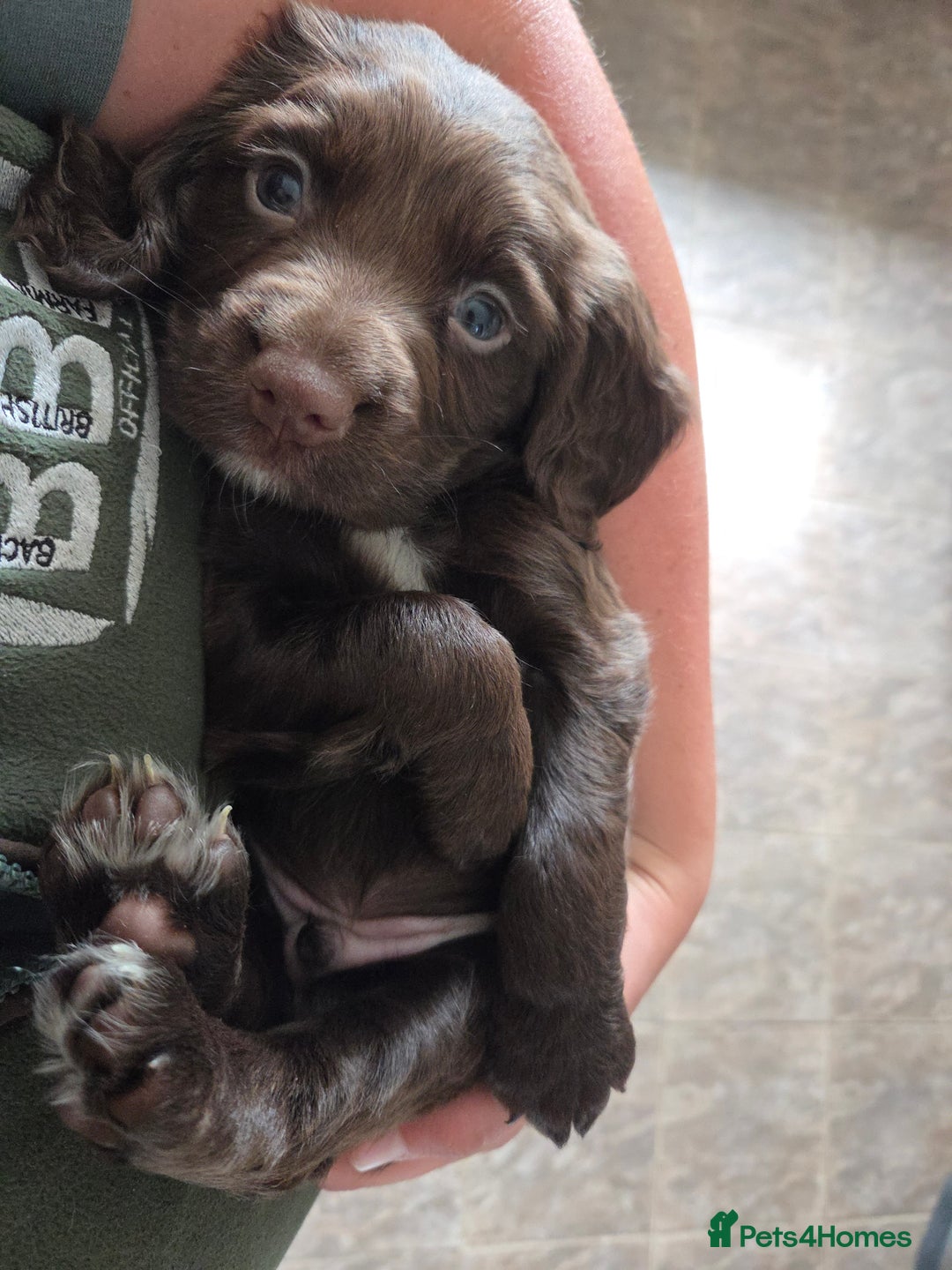 Sprocker dogs for sale: 6 beautiful Sprockers for sale - Image 21