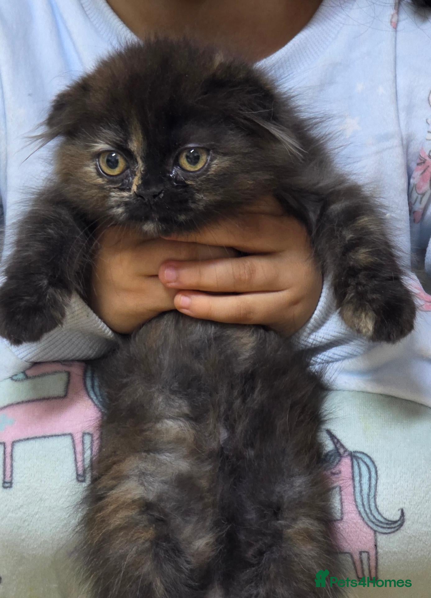 Scottish Fold cats Beautiful Double fold - Advert 1
