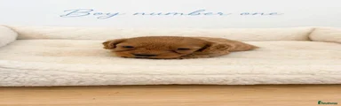 Cavapoo 6
