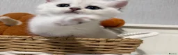 British Shorthair cats for sale: Exceptional Pedigree Silver British shorthairs 🩶 - Advert 14