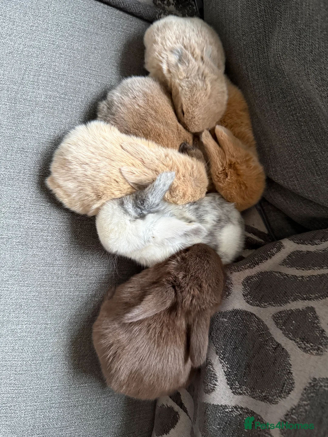 Mini Lop rabbits for sale: Gorgeous Mini Lops  - Advert 8