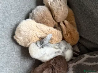 Mini Lop rabbits Gorgeous Mini Lops - Advert 5