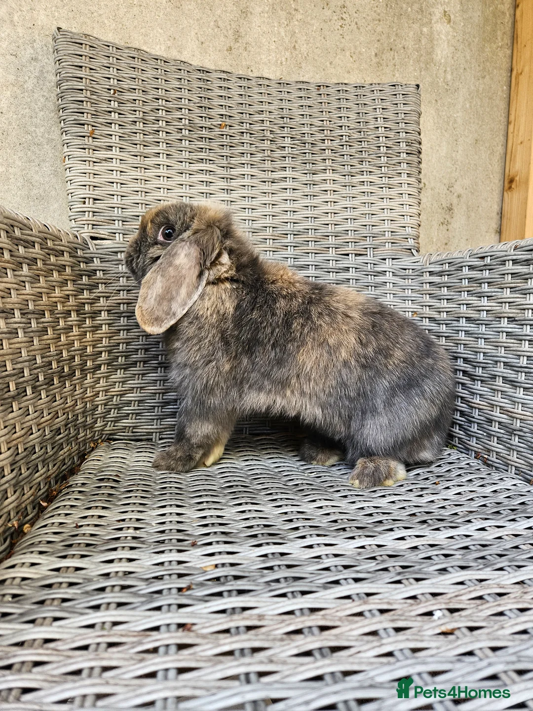 Mini Lop rabbits for sale: Female mini lop - Advert 2