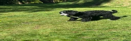 Mixed Breed dogs for sale: DOODLE PUP - Advert 7