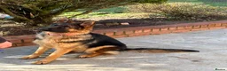 German Shepherd dogs for sale: Little Girl in Birmingham - Advert 5