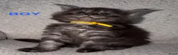 Maine Coon cats for sale: 🐾BEAUTIFUL MAINECOON KITTENS😻 3 BOYS & 2 GIRLS🐾 - Advert 24