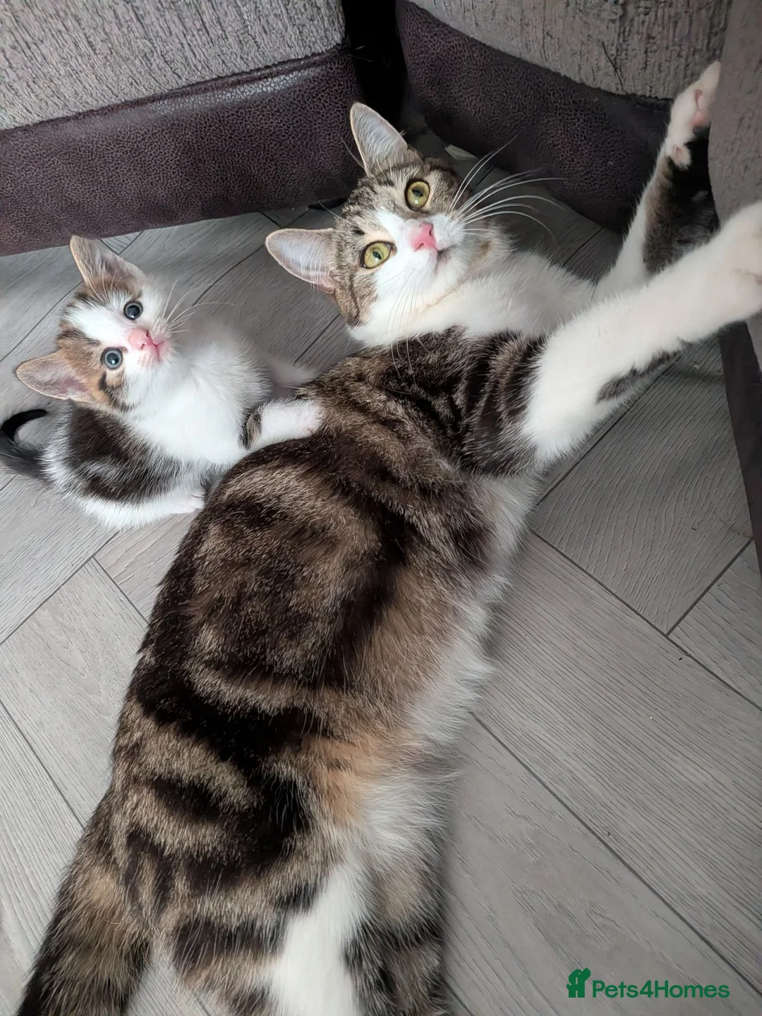 Mixed Breed cats for sale: White and tabby male kitten - Advert 2