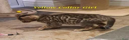 Bengal cats for sale: 🐆🐆Beautiful Pedigree Bengal Kittens🐆🐆  - Advert 9
