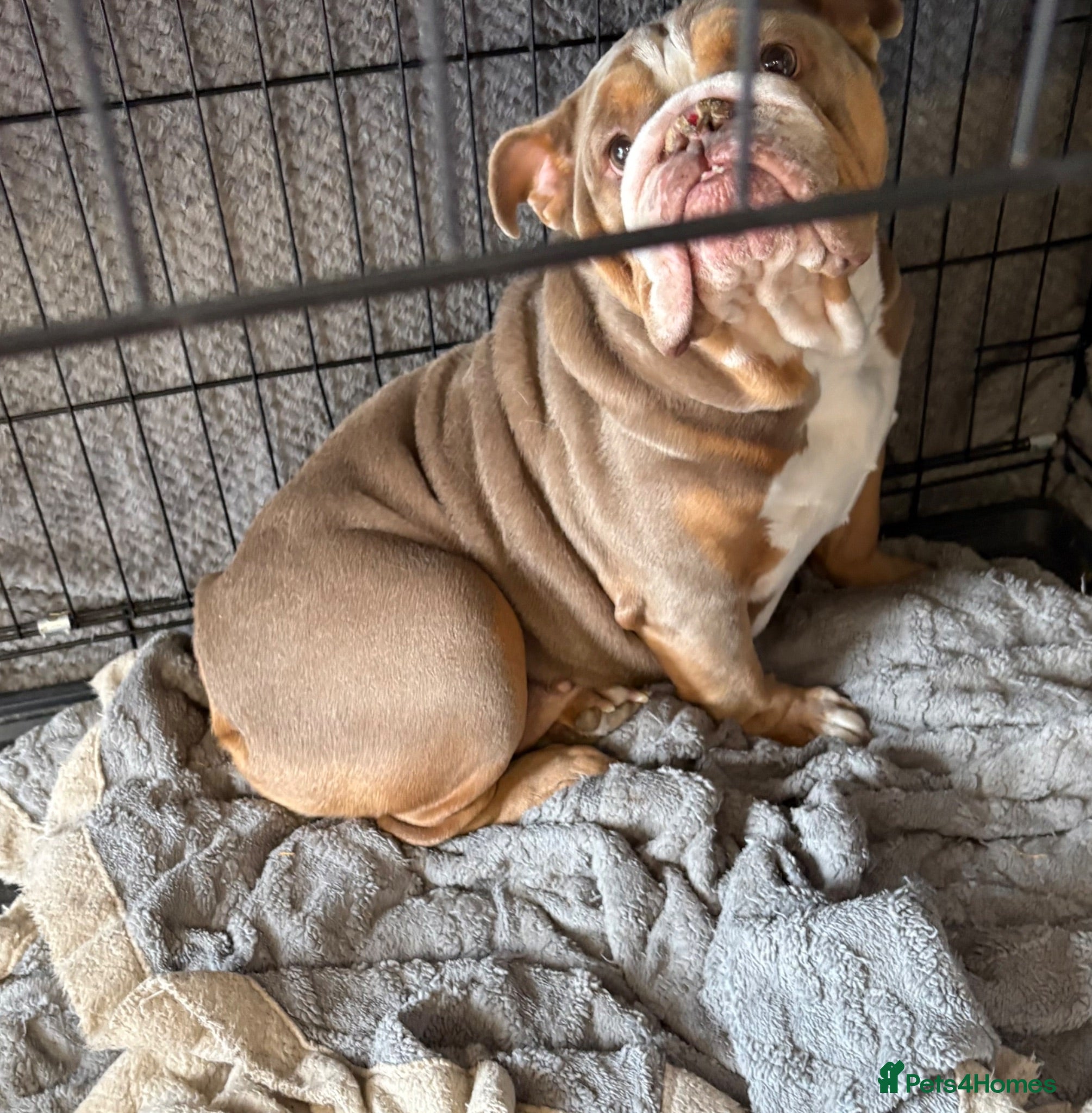 English Bulldog dogs my luna is up for sale  - Advert 1