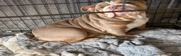 English Bulldog dogs for sale: my luna is up for sale  - Advert 1