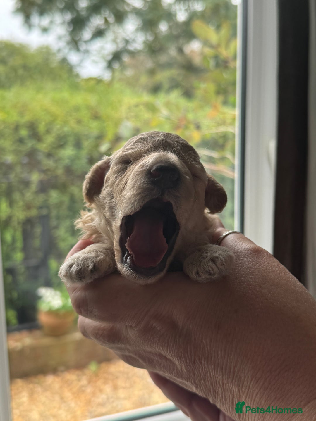 Cockapoo dogs for sale: F1BB Toy Cockapoo puppies - Image 20