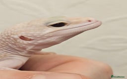 Leopard Gecko reptiles for sale: Leopard geckos babies various morphs  - Image 19
